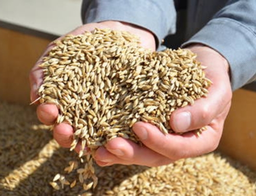 Was hast du da in deiner Hand?